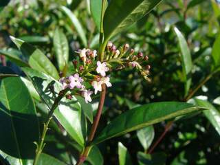 Bois de guitare - CITHAREXYLUM spicatum - Arbuste