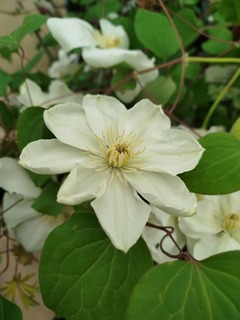 Clématite - CLEMATIS 'Guernsey cream' - Plante grimpante