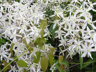 Clématite - CLEMATIS armandii - Plante grimpante