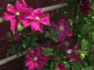 Clématite - CLEMATIS 'Ernest Markham' - Plante grimpante