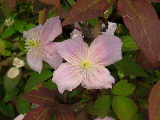 CLEMATIS Montana 'Mayleen' (2).JPG