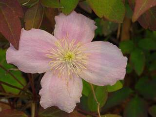 Clématite - CLEMATIS montana 'Mayleen' - Plante grimpante