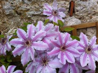 Clématite - CLEMATIS 'Nelly Moser' - Plante grimpante