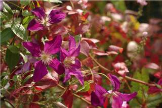 Clématite - CLEMATIS Vostock - Plante grimpante