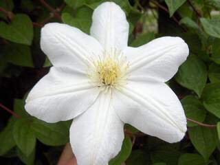 CLEMATITE 'Madame Lecoultre'