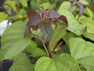 CLERODENDRON  trichotonum 'Fargesii'