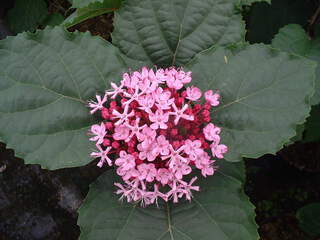 Clerodendron de bunge, Clerodendron fétide - CLERODENDRUM bungei - Arbuste