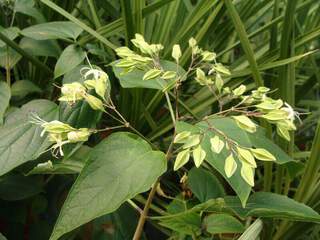 Clerodendron trichotonum Fargesi fleurs en boutons