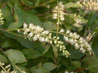 Clethra - CLETHRA alnifolia - Arbuste