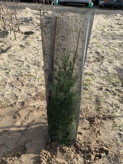  - Manchon de protection 'Climatic simple' Spécial résineux - Lutte biologique et protection