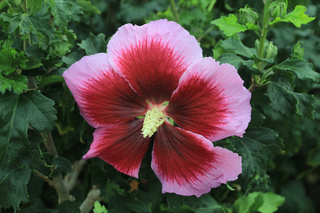 Hibiscus/Althae - HIBISCUS Hibisa® 'Cocktail' - Arbuste