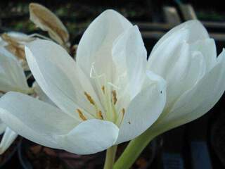 Colchique blanche - COLCHICUM speciosum 'Album' - Bulbe