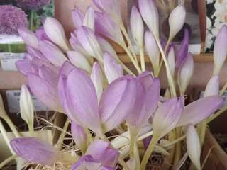 Colchique - COLCHICUM 'The Giant' - Bulbe