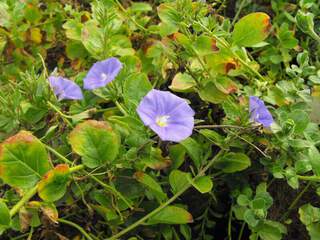 CONVOLVULUS Mauritanicus