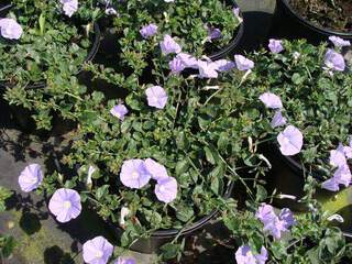 Convolvulus sabatius at