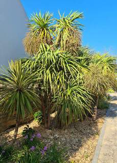 Cordyline australis