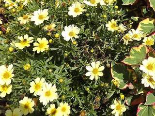 Coreopsis - COREOPSIS verticillata 'Crême brulée' - Vivace