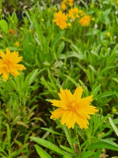 Oeil de jeune fille - COREOPSIS grandiflora 'Double the sun' - Vivace
