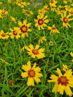 Oeil de jeune fille 'Sunray' - COREOPSIS grandiflora 'Sunkiss' - Vivace