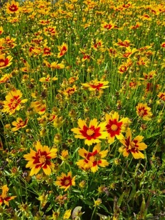 Coreopsis uptick Gold and Bronze-redimensionne-taille-600x800