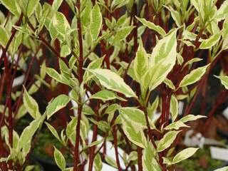 Cornouiller blanc - CORNUS alba 'Argenteomarginata' - Arbuste