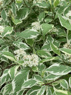 CORNUS alba Argenteomarginata1.JPG