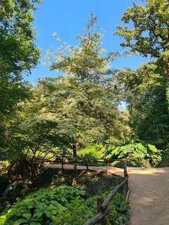 Cornus controversa Variegata