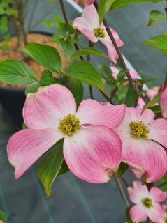Cornouiller à fleur - CORNUS florida 'Cherokee chief' - Arbuste