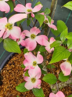 Cornus florida Cherokee Chief