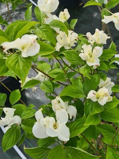 Cornus florida Pluribracteata