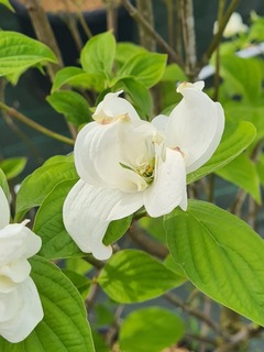 Bois de chien, Cornouiller à fleurs - CORNUS florida 'pluribracteata' - Arbuste