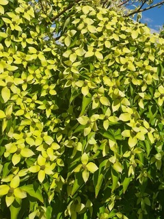 Cornus kousa (1)-redimensionne-taille-600x800