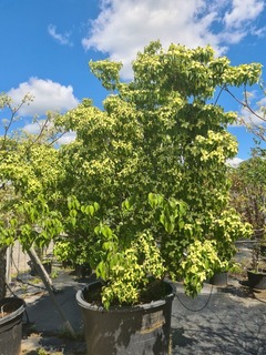 Cornus kousa (2)-redimensionne-taille-600x800