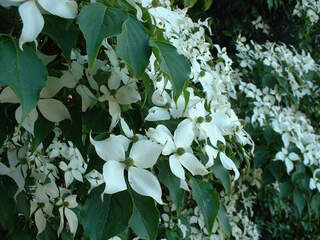 Cornouiller à fleur - CORNUS kousa 'Chinensis' - Petit arbre