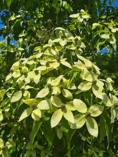 Cornouiller à fleur - CORNUS kousa - Arbuste