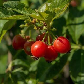 cornus mas jolico fruits_86041751