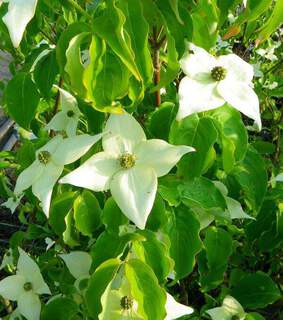 Cornus Milky Way (2)