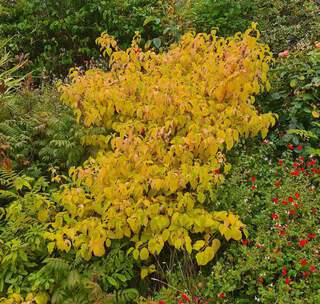 Cornus sanguinea Midwinter fire