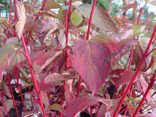 Cornouiller - CORNUS alba 'Sibirica' - Arbuste