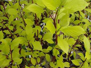 Cornouiller - CORNUS alba 'Aurea' - Arbuste