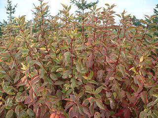 Cornouiller - CORNUS alba 'Gouchaultii' - Arbuste