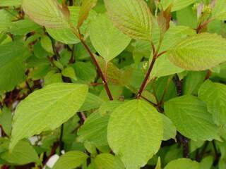 Cornouiller - CORNUS alba 'Kesselringii' - Arbuste