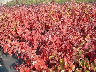 Cornouiller - CORNUS alba 'Sibirica' - Arbuste