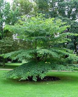 Cornouiller des pagodes - CORNUS controversa - Arbuste