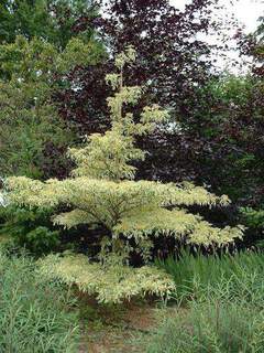 Cornouiller des pagodes panaché - CORNUS controversa 'Variegata' - Arbuste