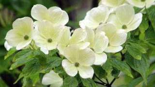 Bois de chien, Cornouiller à fleurs - CORNUS florida - Arbuste