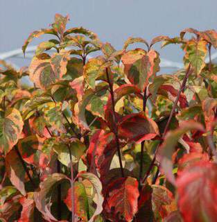 Cornus florida 'Rainbow' feuille