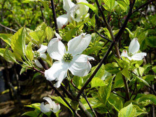 Cornouiller à fleur - CORNUS florida 'Rainbow' - Arbuste