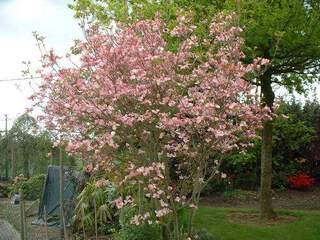 Cornouiller à fleur - CORNUS florida 'Rubra' - Arbuste