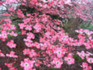 cornus florida 'rubra' fleur